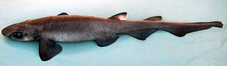 Galeus murinus__05.jpg